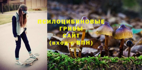 шишки Няндома