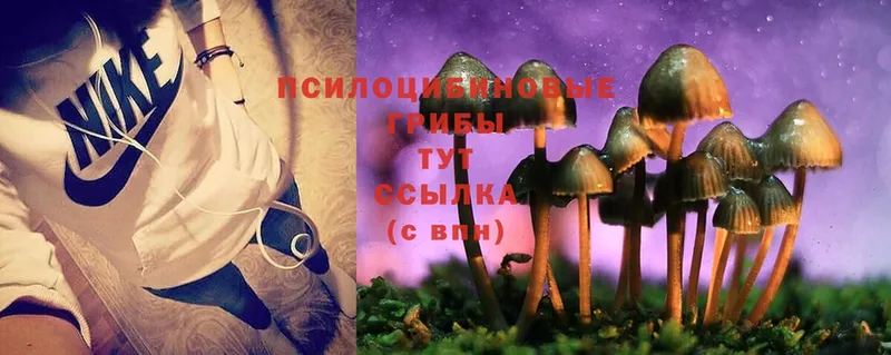 Галлюциногенные грибы Magic Shrooms  ОМГ ОМГ ТОР  Минусинск  купить наркотик 